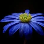 flower, anemone, petals-56414.jpg