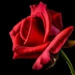 rose, flower, petals-320868.jpg